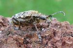 Rhagie inquisitrice (Rhagium inquisitor), adulte sur le vif, photo 3