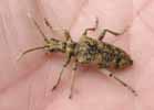 Rhagie sycophante (Rhagium sycophanta), en main.