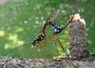Rhysse persuasive (Rhyssa persuasoria), femelle à pondre, photo 6.
