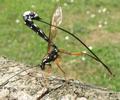 Rhysse persuasive (Rhyssa persuasoria), remise en place du stylet, fin.
