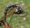Rhysse persuasive (Rhyssa persuasoria) femmelle à pondre, détail de l'abdomen, photo 2.