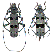 couple de rosalia alpina