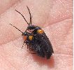 accouplement "à l'envers" de Sitaris muralis