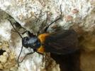 Sitaris des murailles (Sitaris muralis), adulte à l'entrée de la 2e cavité.