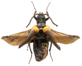 Sitaris muralis ailes ouvertes