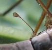 tipule adulte, détail d'un balancier et de son cuilleron