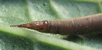 tipule: détail de l'extrémité abdominale du mâle