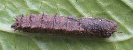 nymphe de tipule