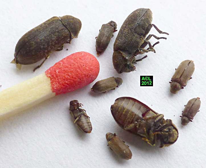 les Vrillettes (Xestobium rufovillosum, et Anobium ~ Insectes Parasites Du Bois les Vrillettes (Xestobium rufovillosum, et Anobium ~ Insectes Parasites Du Bois