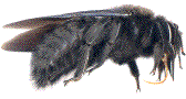 xylocopa violacea (vue latérale)