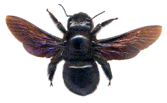 xylocopa violacea (vu de dessus)