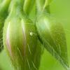 Cacyreus marshalli, alias le Brun des p&eacute;largoniums : oeuf sur bouton floral .