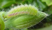 Cacyreus marshalli, alias le Brun des p&eacute;largoniums : chenille &acirc;g&eacute;e  attaquant un bouton floral, photo 2