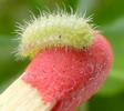Cacyreus marshalli, alias le Brun des p&eacute;largoniums :  comparaison  chenille  stade 4 sur allumette, photo 3.