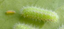 Cacyreus marshalli, alias le Brun des p&eacute;largoniums :  comparaison  chenille naissante et &agrave; terme, photo 1