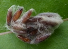 Nymphes d'ichneumon parasite de chenille de la tordeuse verte du ch&ecirc;ne, photo 2