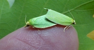 Tordeuse verte du ch&ecirc;ne (Tortrix viridana)   accouplement sur mon doigt.