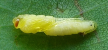 Nymphe d'ichneumon parasite de la chrysalide de la ordeuse verte du ch&ecirc;ne (Tortrix viridana)  photo 1