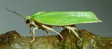 Tordeuse verte du ch&ecirc;ne (Tortrix viridana)   femelle &agrave; pondre, photo 2