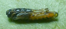 Nymphe d'ichneumon parasite de la chrysalide de la ordeuse verte du ch&ecirc;ne (Tortrix viridana)  photo 2