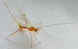 Ichneumon parasite de la tordeuse verte du ch&ecirc;ne, photo 1