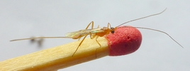 Ichneumon parasite de la tordeuse verte du ch&ecirc;ne, photo 1
