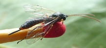 Ichneumon parasite de la tordeuse verte du ch&ecirc;ne, photo 1