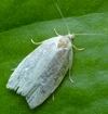 Tortrix viridana)  femelle en fin de vie, photo 1
