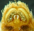  Tordeuse verte du ch&ecirc;ne (Tortrix viridana)  brosse de l'extr&eacute;mit&eacute; abdominale de lfemelle &acirc;g&eacute;e, photo 12
