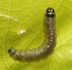 Tordeuse verte du ch&ecirc;ne (Tortrix viridana) , exemple de  jeune chenille..