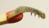Tordeuse verte du ch&ecirc;ne (Tortrix viridana) ,jeune chenille sur allumette, photo 3