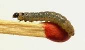 Tordeuse verte du ch&ecirc;ne (Tortrix viridana) ,jeune chenille sur allumette, photo 2