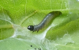 Tordeuse verte du ch&ecirc;ne (Tortrix viridana) , chenille 3e stade, photo 1