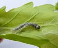 Tordeuse verte du ch&ecirc;ne (Tortrix viridana) , chenille 3e stade, photo 4