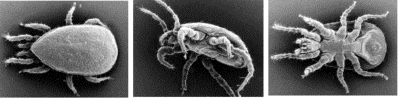 acarien (gamasida) de col&eacute;opt&egrave;res