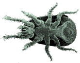 acarien (Gamasida) de Col&eacute;opt&egrave;res