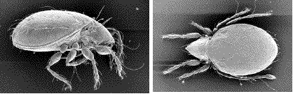 acarien (oribatida) de termites