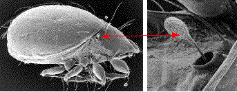 acarien (oribatida) de termites, détails