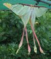 Papillon lune de Dubernard (Actias dubernardi), accouplement, photo 6