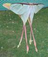 Papillon lune de Dubernard (Actias dubernardi), accouplement, photo 5