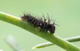 Papillon lune de Dubernard (Actias dubernardi), chenille naissante, photo 2
