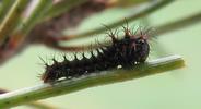 Papillon lune de Dubernard (Actias dubernardi), chenille naissante, photo 3
