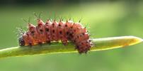 Papillon lune de Dubernard (Actias dubernardi), chenille  fin stade 1, photo 2