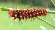 Papillon lune de Dubernard (Actias dubernardi), chenille stade 2, photo 4.