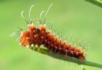 Papillon lune de Dubernard (Actias dubernardi), chenille stade 2, photo 3.