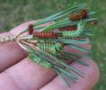 Papillon lune de Dubernard (Actias dubernardi), chenilles stades 2 et 3, photo 2.