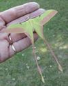Papillon lune de Dubernard (Actias dubernardi)  mâle en main