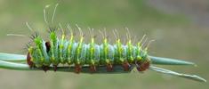 Papillon lune de Dubernard (Actias dubernardi), chenille stade 3, photo 2