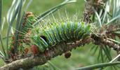 Papillon lune de Dubernard (Actias dubernardi),  chenille  stade 4, photo 4.