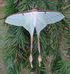 Papillon lune de Dubernard (Actias dubernardi) femelle.